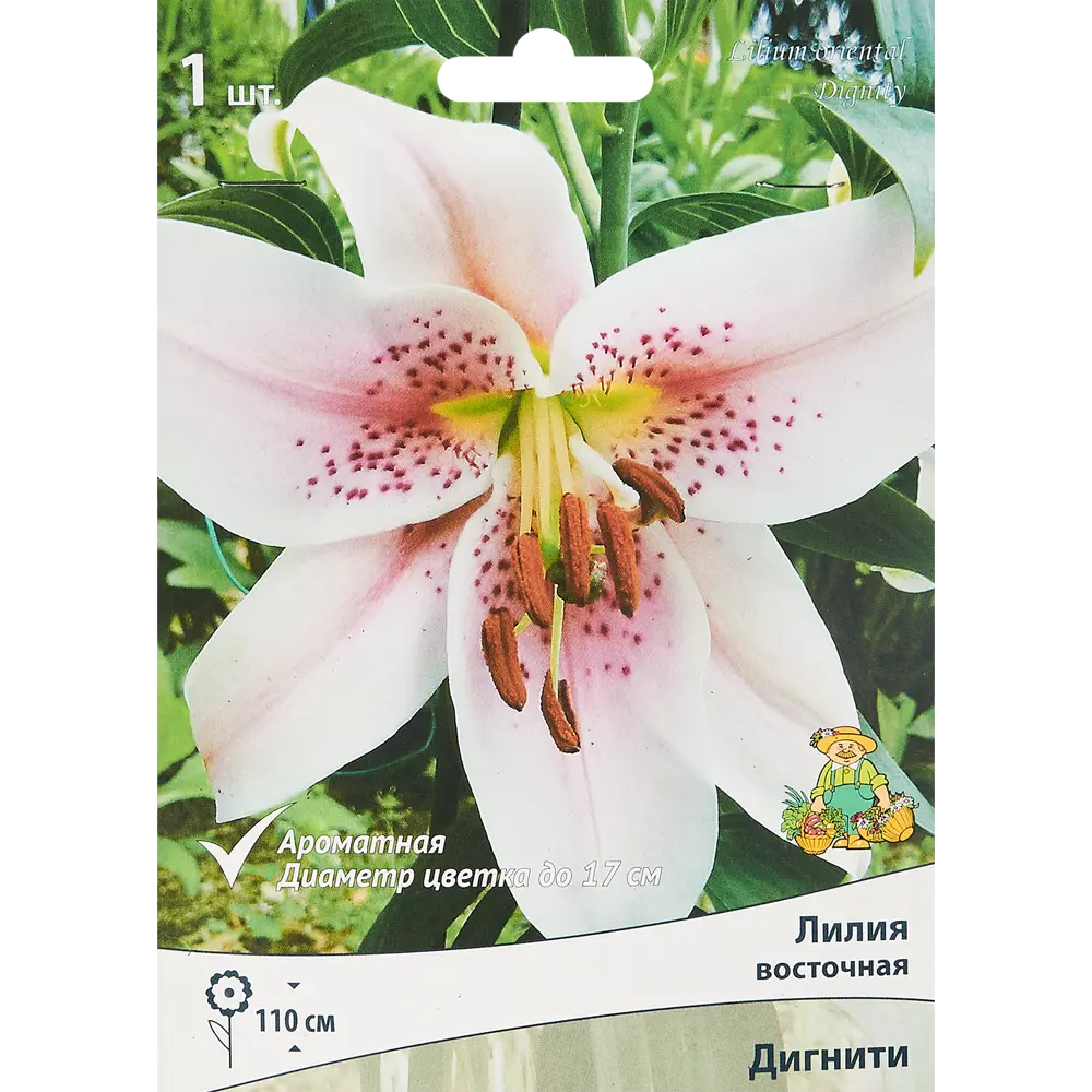 Фото Лилия восточная Дигнити Фото Лилия восточная Дигнити