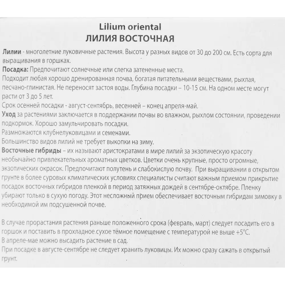 Фото 3 Лилия восточная Дигнити Фото 3 Лилия восточная Дигнити