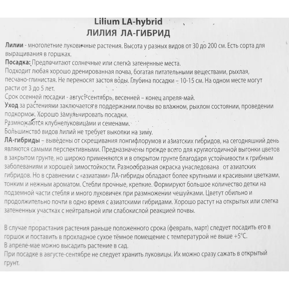 Фото 3 Лилия ла-гибрид Евфрат Фото 3 Лилия ла-гибрид Евфрат