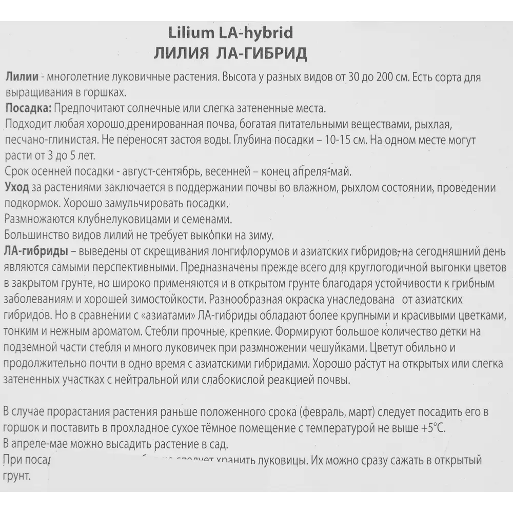 Фото 3 Лилия ла-гибрид Блэкберн Фото 3 Лилия ла-гибрид Блэкберн