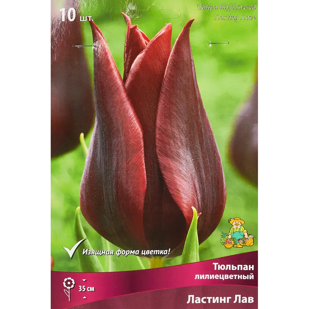 Фото Тюльпан лилиецветный Ластинг лав луковица 11/12, 10 шт. Фото Тюльпан лилиецветный Ластинг лав луковица 11/12, 10 шт.