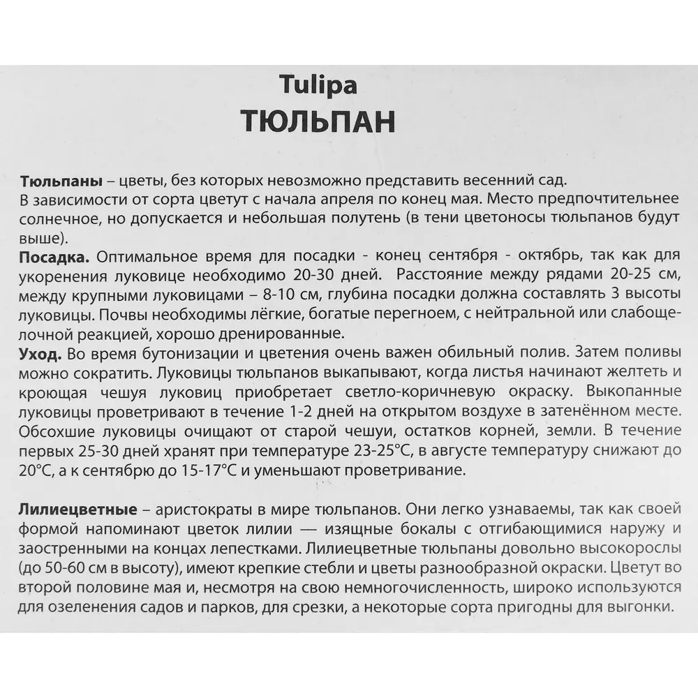 Фото 3 Тюльпан лилиецветный Ластинг лав луковица 11/12, 10 шт. Фото 3 Тюльпан лилиецветный Ластинг лав луковица 11/12, 10 шт.