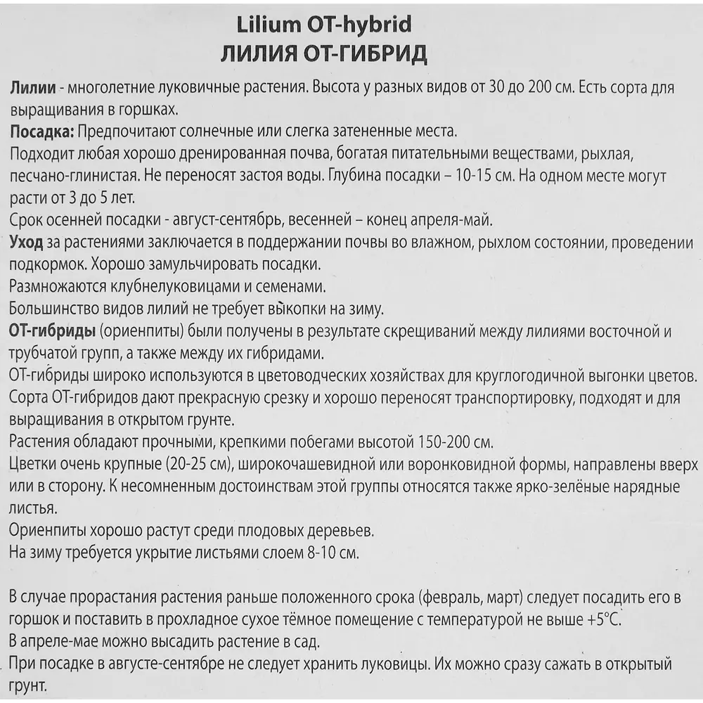 Фото 3 Лилия от-гибрид Ханимун Фото 3 Лилия от-гибрид Ханимун