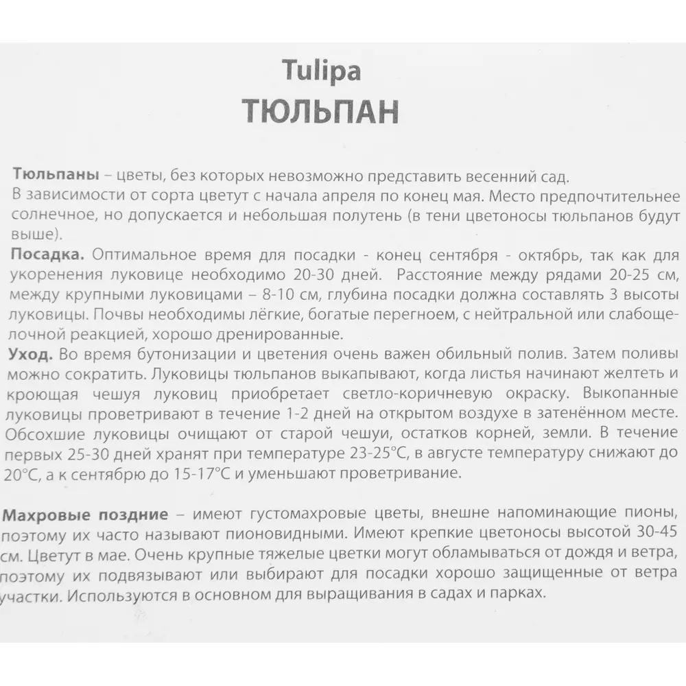 Фото 3 Тюльпан махровый поздний Пегги Уандер Люкс, 5 шт Фото 3 Тюльпан махровый поздний Пегги Уандер Люкс, 5 шт