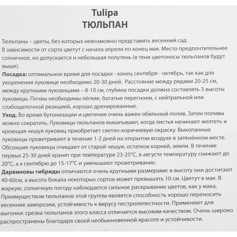 Фото 3 Тюльпан Дарвинов гибрид Гиб Рашн Принцесс, 5 шт Фото 3 Тюльпан Дарвинов гибрид Гиб Рашн Принцесс, 5 шт