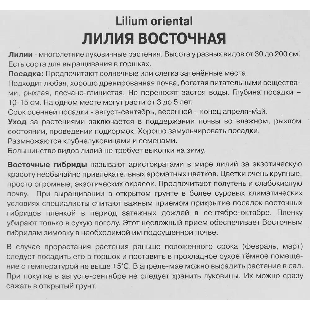 Фото 3 Лилия восточная Фри Чойс Фото 3 Лилия восточная Фри Чойс