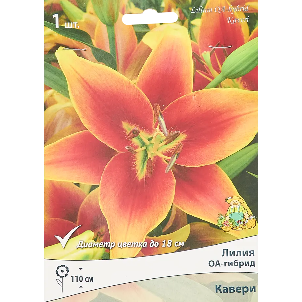 Фото Лилия оа-гибрид Кавери Фото Лилия оа-гибрид Кавери