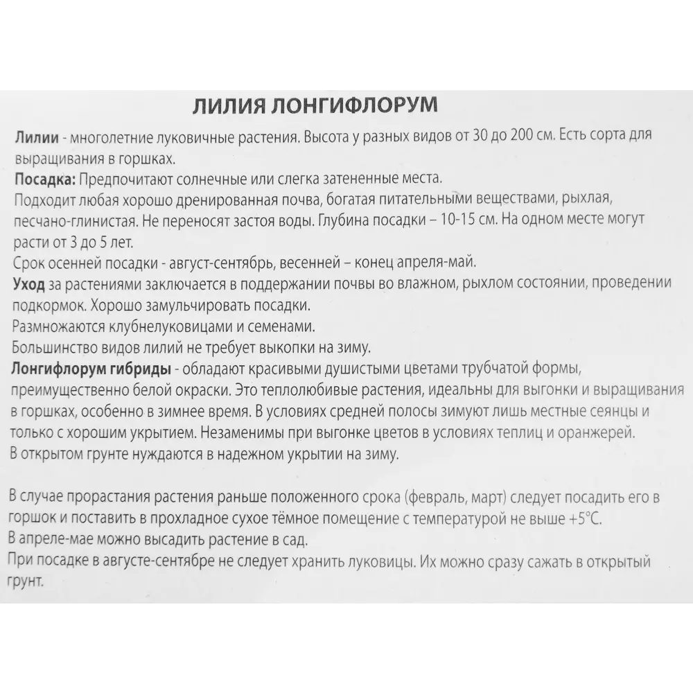 Фото 3 Лилия лонгифлорум Уорлд Трейд Фото 3 Лилия лонгифлорум Уорлд Трейд