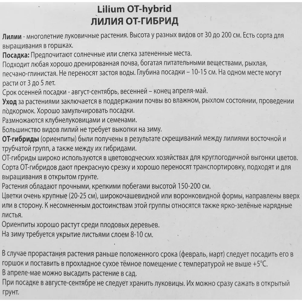 Фото 3 Лилия от-гибрид Лавон Фото 3 Лилия от-гибрид Лавон