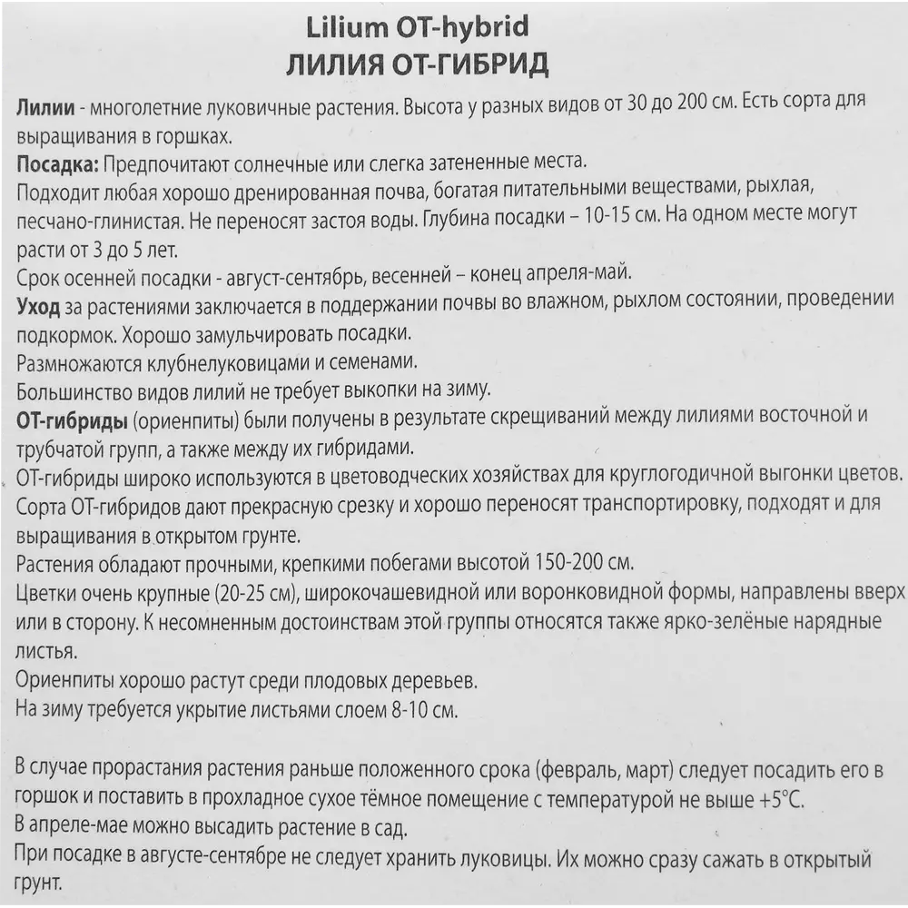 Фото 3 Лилия от-гибрид Лесли Вудрифф Фото 3 Лилия от-гибрид Лесли Вудрифф