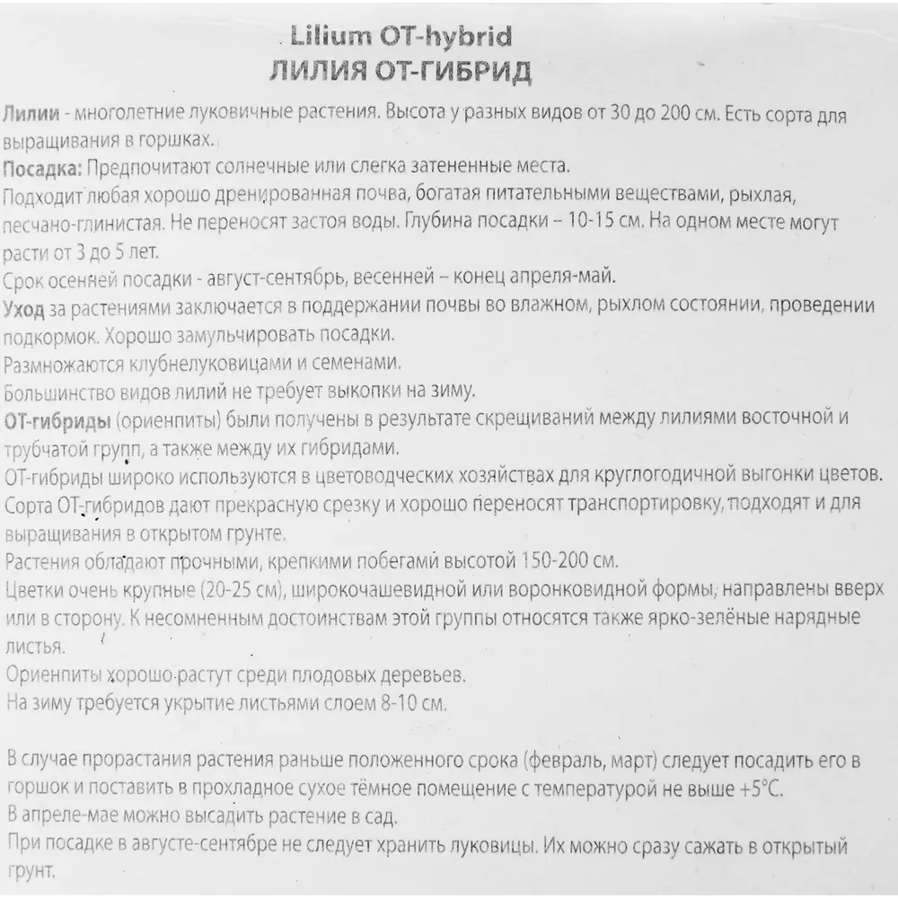 Фото 3 Лилия от-гибрид Сатисфекшн Фото 3 Лилия от-гибрид Сатисфекшн