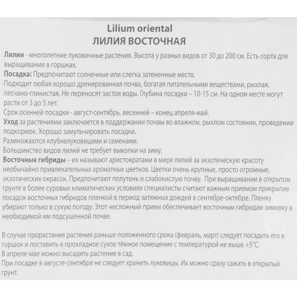 Фото 3 Лилия восточная Астериан Фото 3 Лилия восточная Астериан