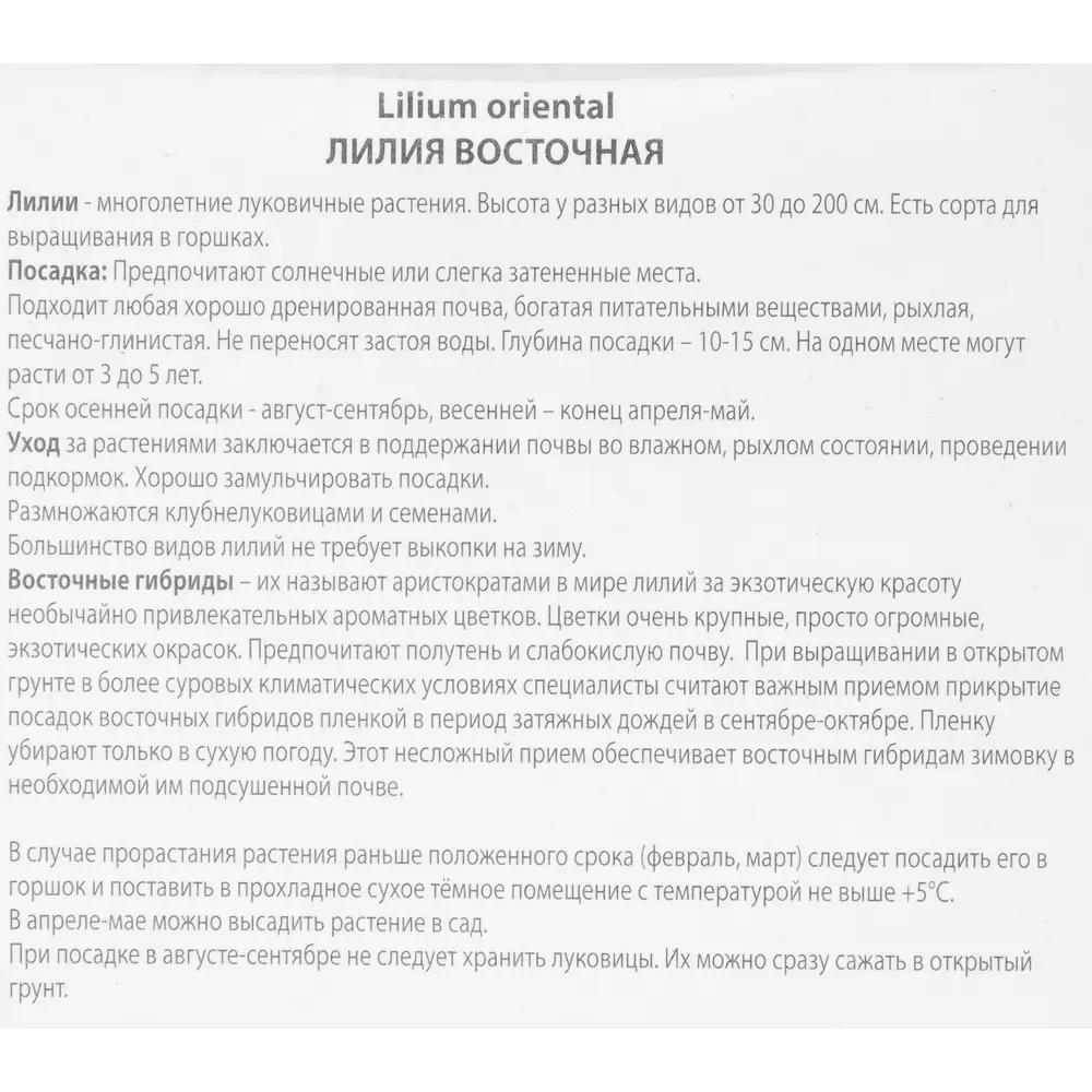Фото 3 Лилия восточная Компаньон Фото 3 Лилия восточная Компаньон