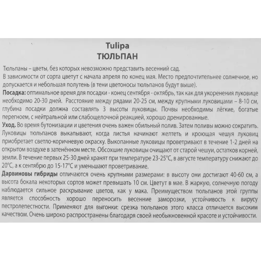 Фото 3 Тюльпан Дарвинов гибрид Оллиулесз луковица 10/11, 3 шт. Фото 3 Тюльпан Дарвинов гибрид Оллиулесз луковица 10/11, 3 шт.