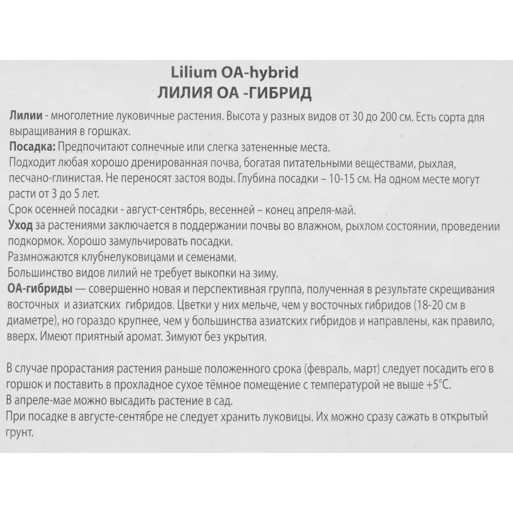 Фото 3 Лилия ОА-гибрид Вива ла вида луковица 14/16 Фото 3 Лилия ОА-гибрид Вива ла вида луковица 14/16