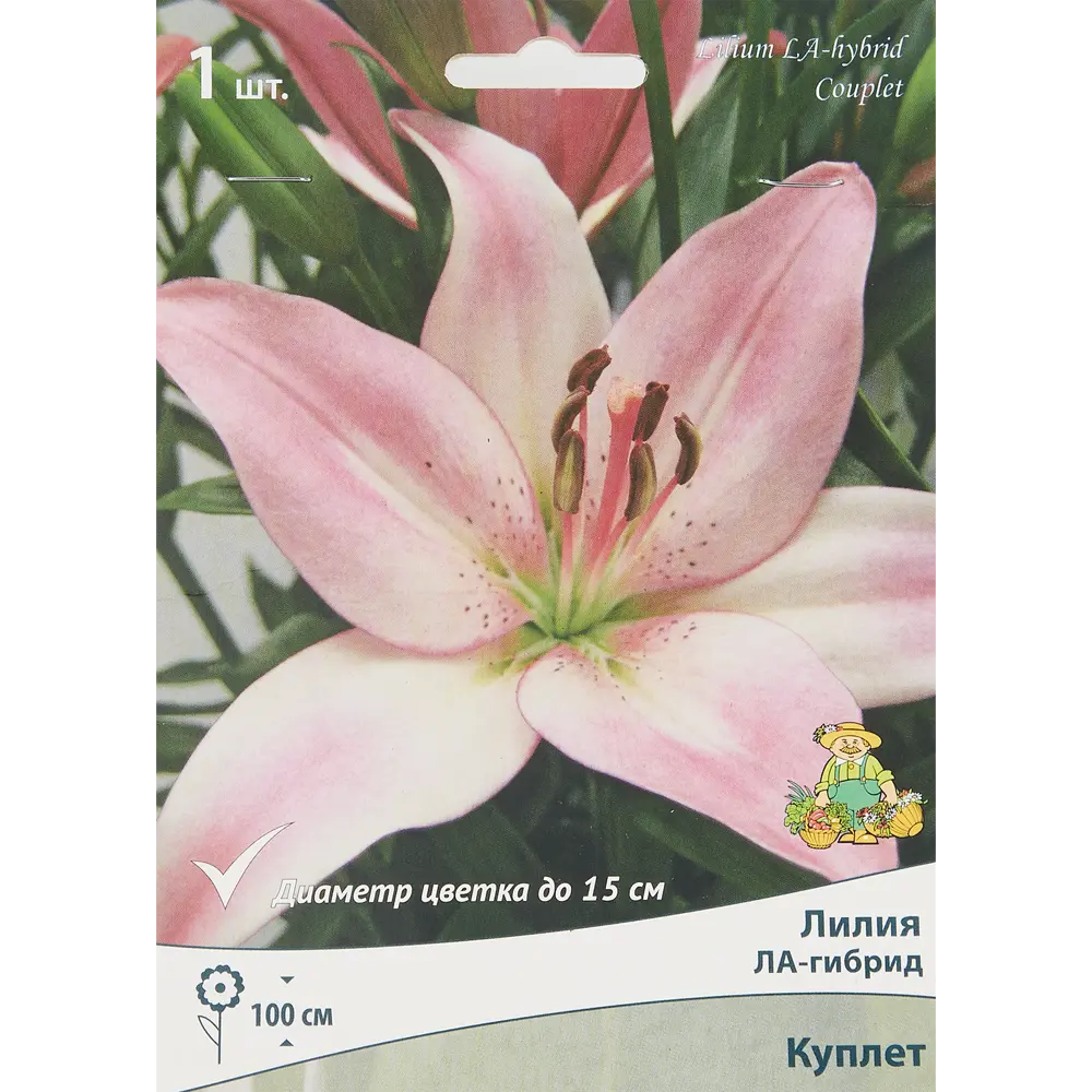 Фото Лилия ЛА-гибрид Куплет луковица 14/16 Фото Лилия ЛА-гибрид Куплет луковица 14/16