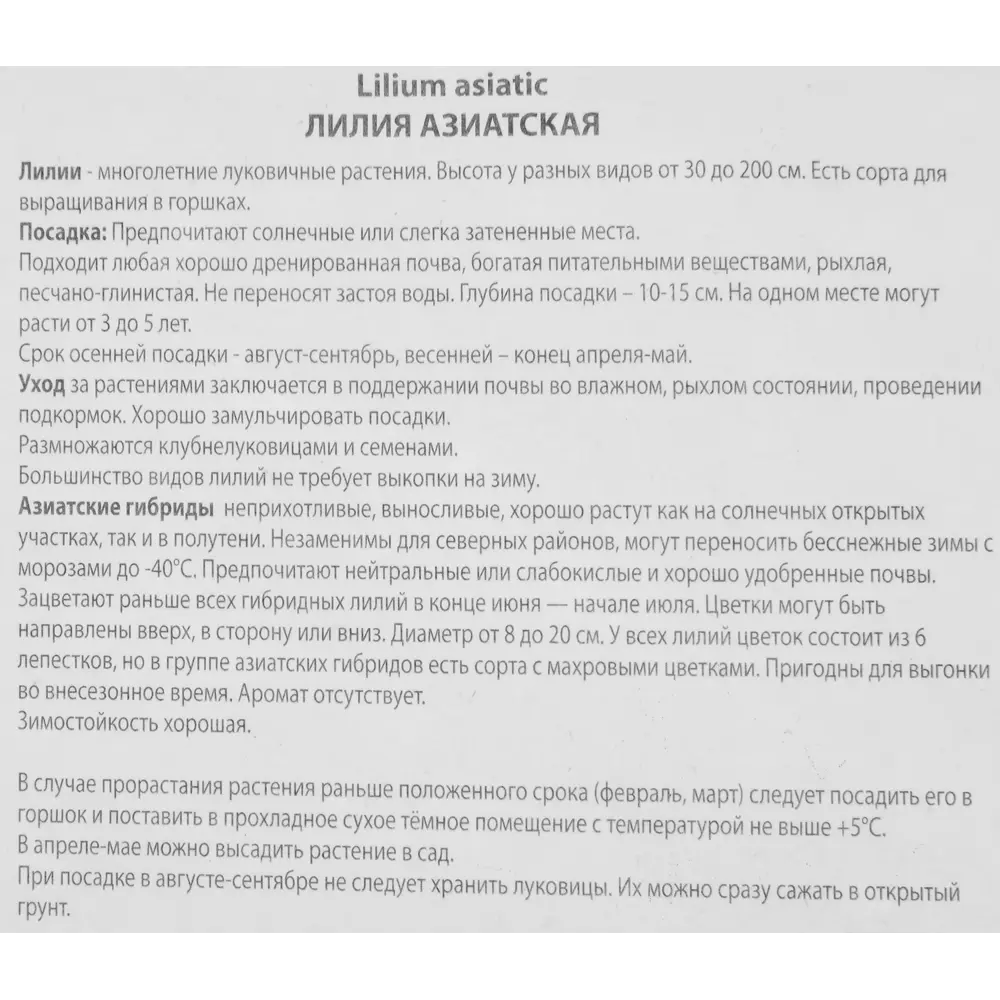 Фото 3 Лилия азиатская Изи дрим луковица 14/16 Фото 3 Лилия азиатская Изи дрим луковица 14/16