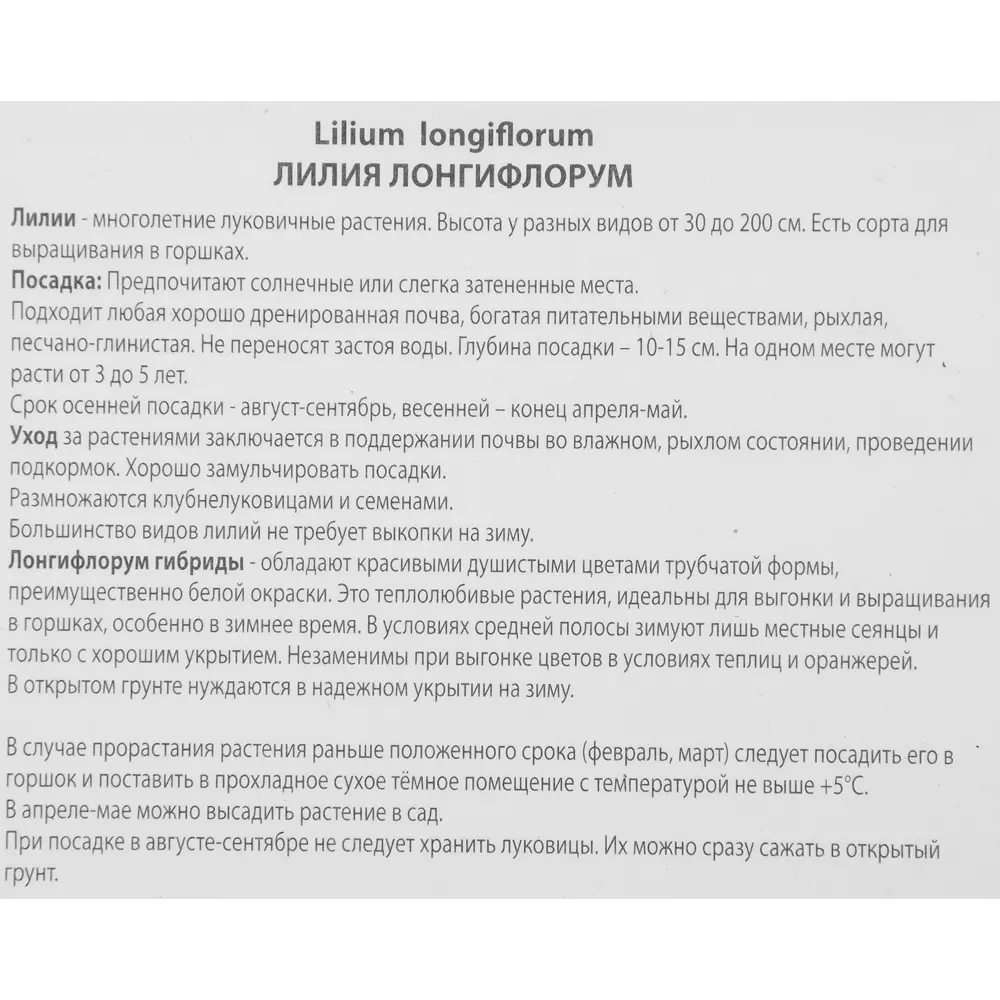 Фото 3 Лилия лонгифлорум Дивайн Фото 3 Лилия лонгифлорум Дивайн