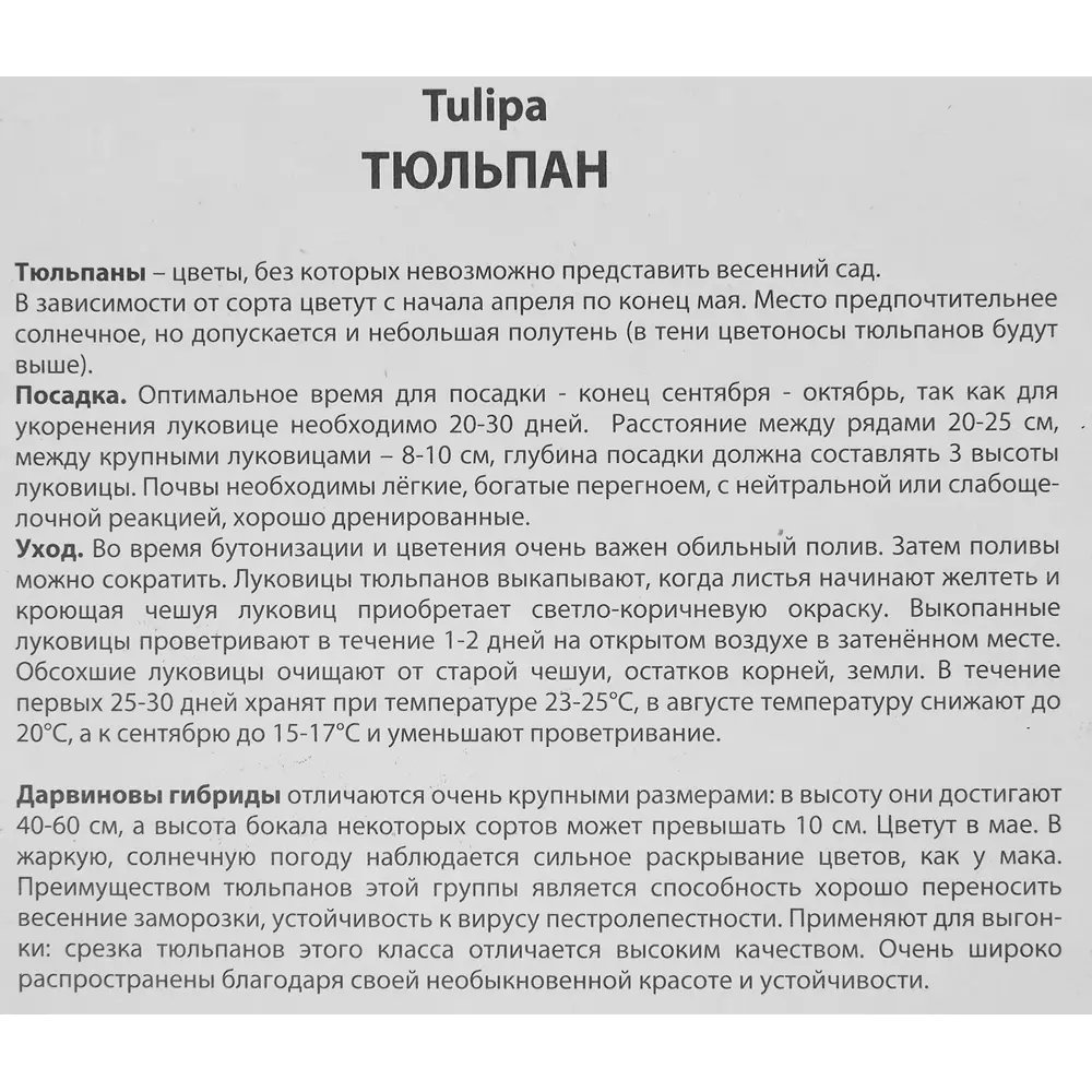 Фото 3 Тюльпан Дарвинов гибрид Голден оксфорд луковица 12/14, 5 шт. Фото 3 Тюльпан Дарвинов гибрид Голден оксфорд луковица 12/14, 5 шт.