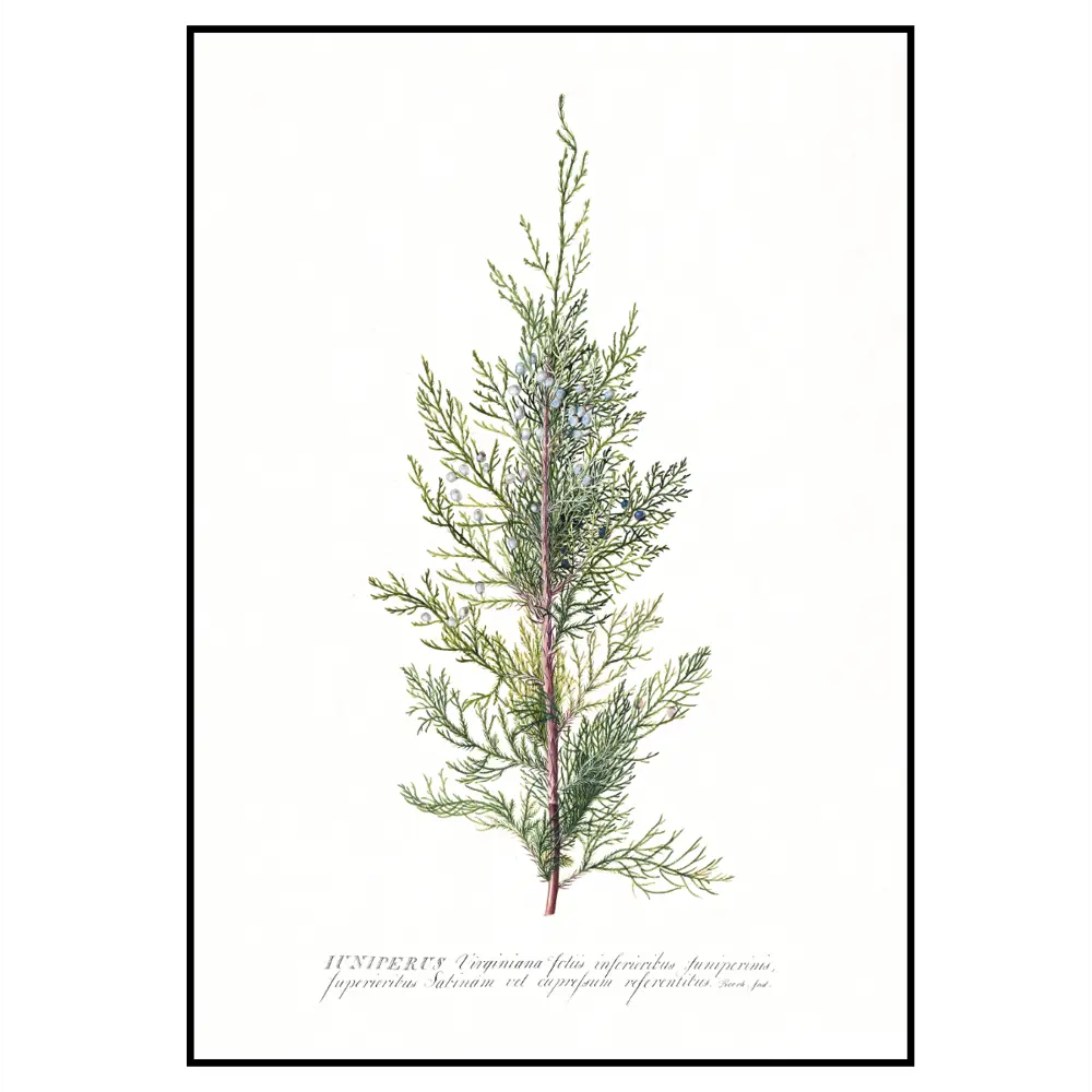 Фото 2 Набор постеров 3 шт 28 картин Хвоя ветки елки 30x40 см без рамы Фото 2 Набор постеров 3 шт 28 картин Хвоя ветки елки 30x40 см без рамы