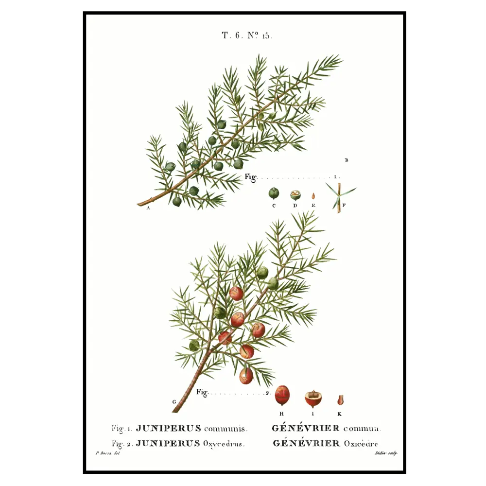 Фото 3 Набор постеров 3 шт 28 картин Хвоя ветки елки 30x40 см без рамы Фото 3 Набор постеров 3 шт 28 картин Хвоя ветки елки 30x40 см без рамы