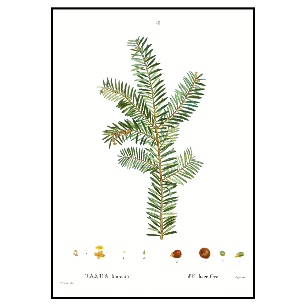 Фото 4 Набор постеров 3 шт 28 картин Хвоя ветки елки 30x40 см без рамы Фото 4 Набор постеров 3 шт 28 картин Хвоя ветки елки 30x40 см без рамы