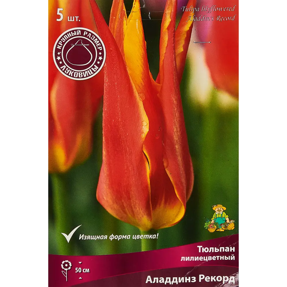 Фото Тюльпан лилиецветный Алладинз Рекорд, 5 шт