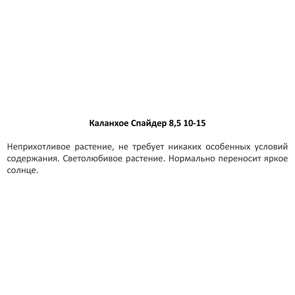 Фото 4 Каланхое Спайдер ø8 h10 см Фото 4 Каланхое Спайдер ø8 h10 см