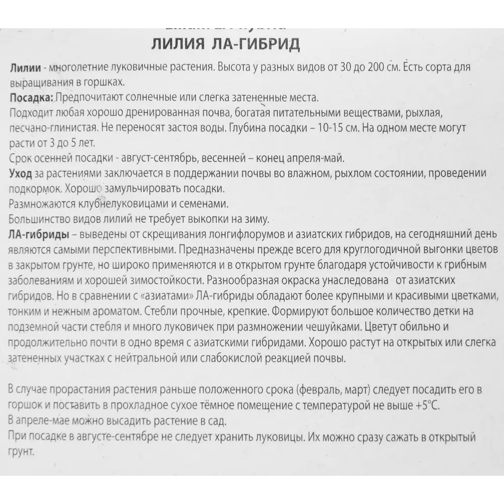Фото 3 Лилия ла-гибрид Свит Дизайр Фото 3 Лилия ла-гибрид Свит Дизайр