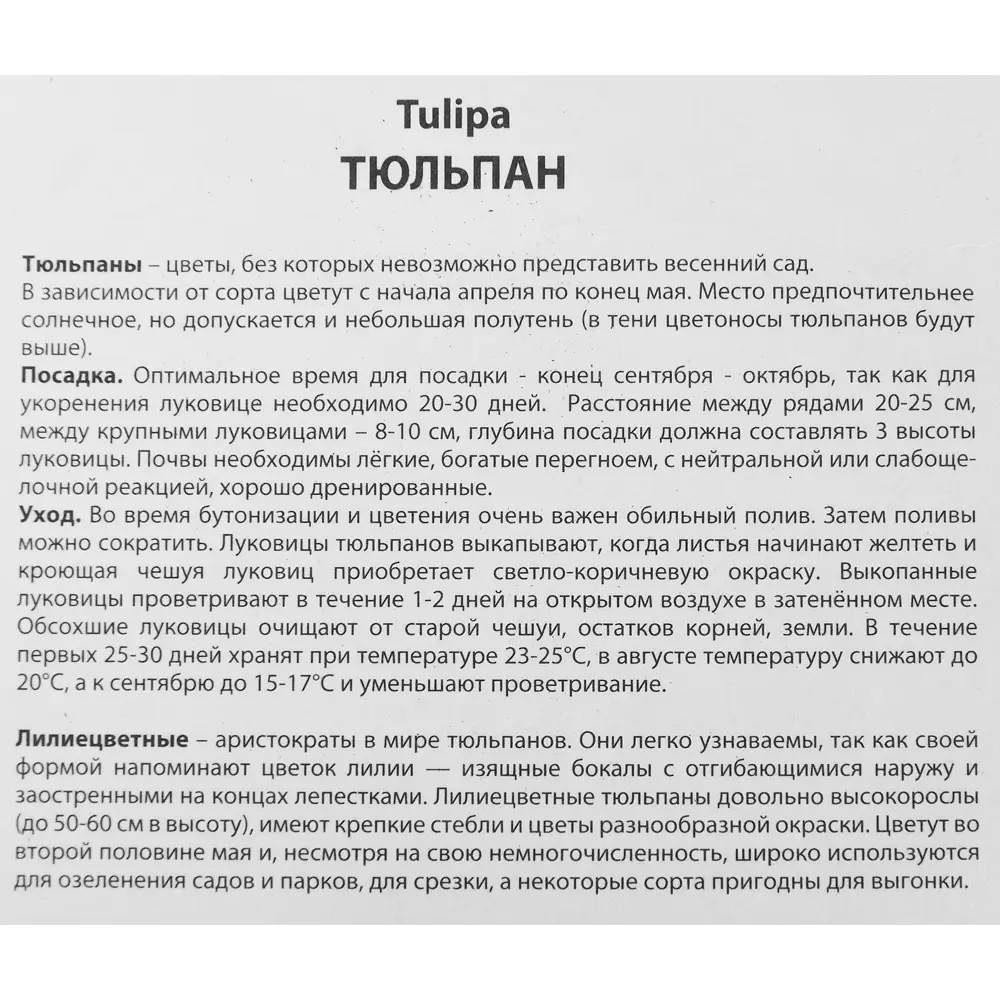 Фото 3 Тюльпан лилиецветный Алладинз Рекорд, 5 шт