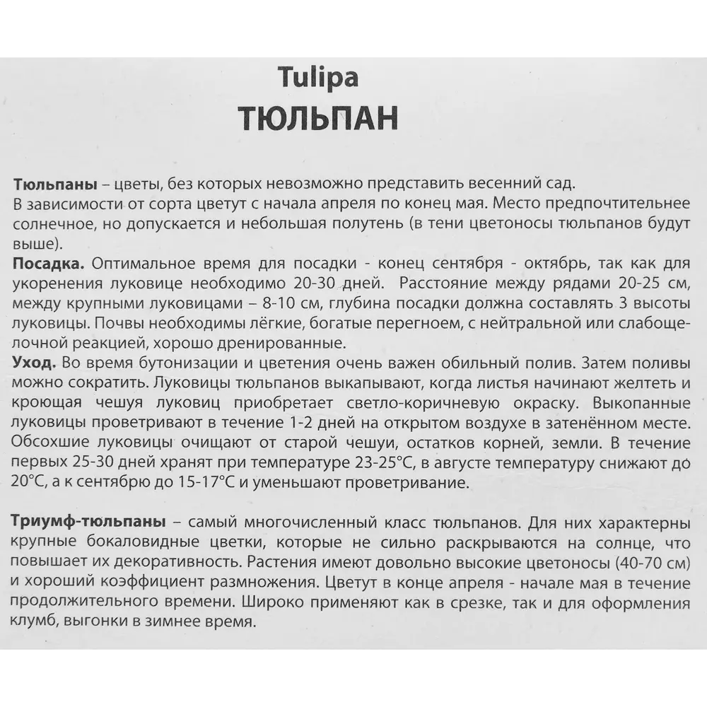 Фото 3 Тюльпан Триумф Элегант краун луковица 11/12, 10 шт. Фото 3 Тюльпан Триумф Элегант краун луковица 11/12, 10 шт.
