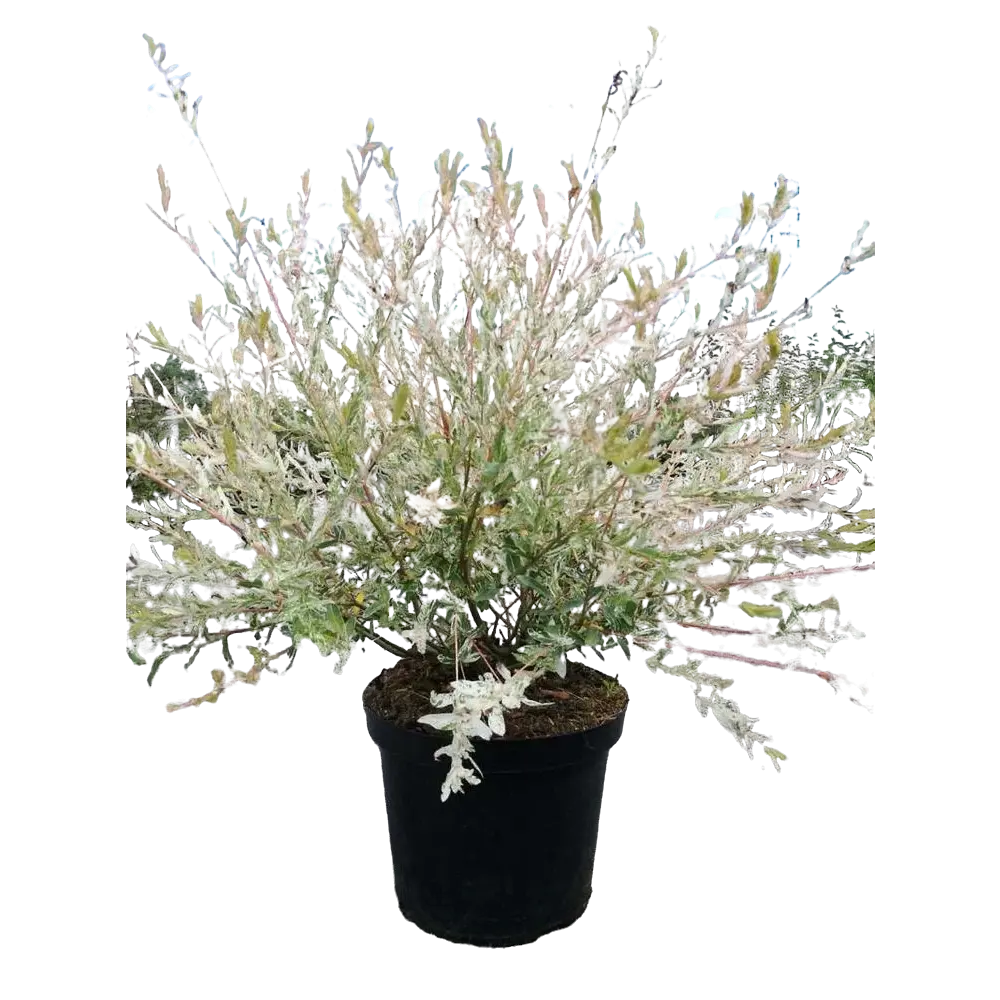 Фото Ива цельнолистная Хакуро Нишики ø17 h30-50 см Фото Ива цельнолистная Хакуро Нишики ø17 h30-50 см