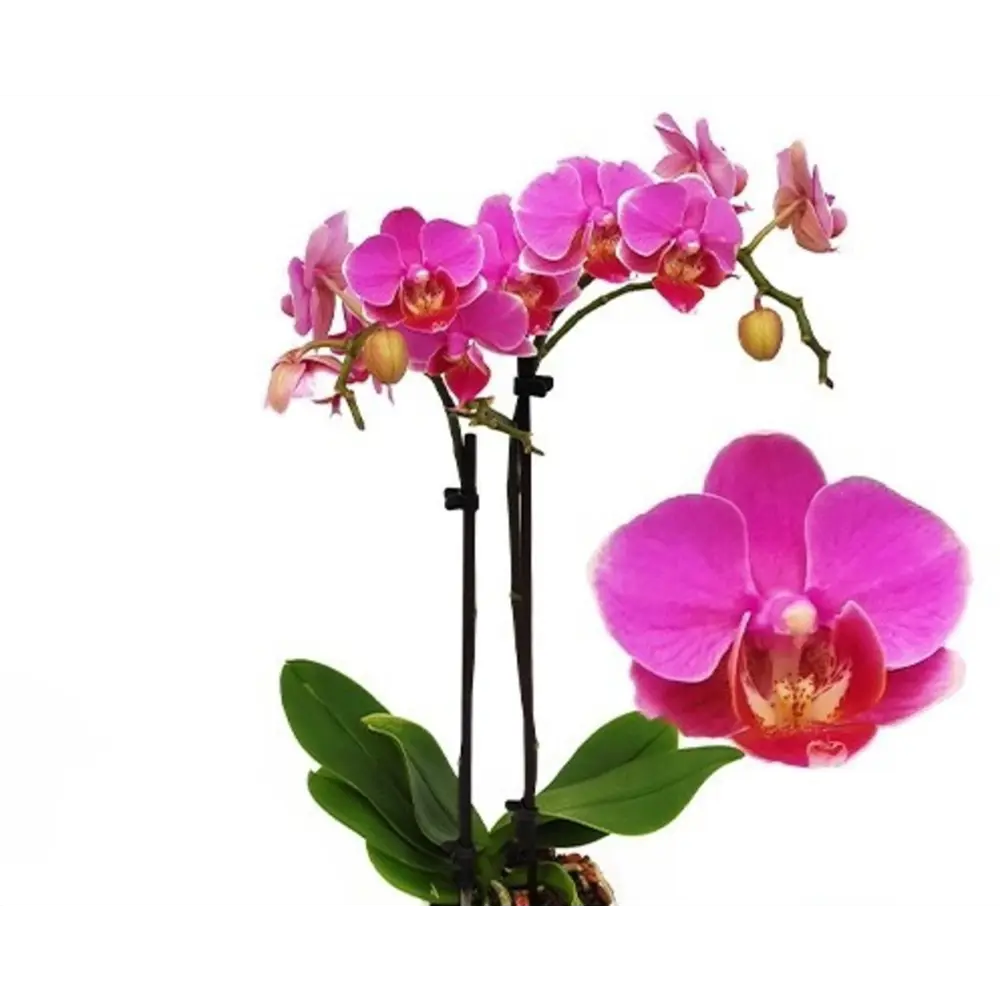 Фото Орхидея Фаленопсис Мультифлора Лузерн ø12 h45 см Фото Орхидея Фаленопсис Мультифлора Лузерн ø12 h45 см