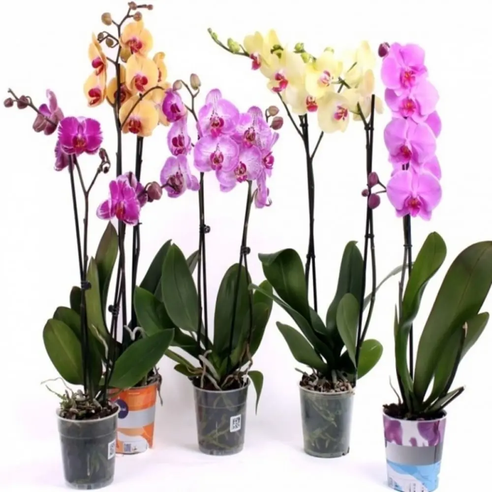 Фото Орхидея Фаленопсис микс 2 ствола ø15 h80 см Фото Орхидея Фаленопсис микс 2 ствола ø15 h80 см