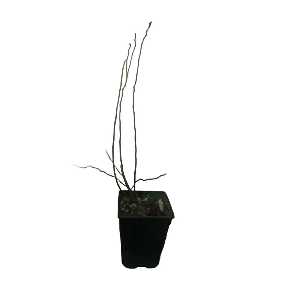 Фото Голубика Шантеклер ø14 h30 см Фото Голубика Шантеклер ø14 h30 см