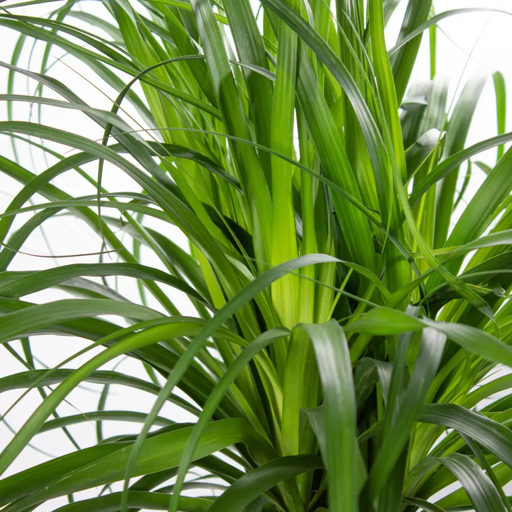 Фото 3 Нолина Бокарнея Ствол ø24 h70 см Фото 3 Нолина Бокарнея Ствол ø24 h70 см