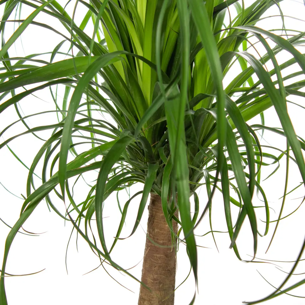 Фото 2 Нолина Бокарнея Ствол ø24 h70 см Фото 2 Нолина Бокарнея Ствол ø24 h70 см