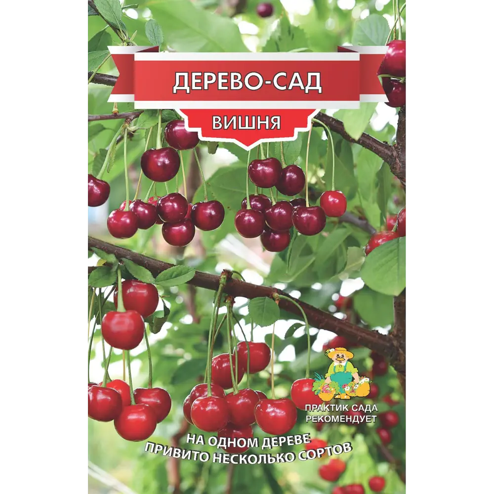 Фото Вишня Дерево сад Жуков/ Шоколадница/Десертная Морозовой h150 см Фото Вишня Дерево сад Жуков/ Шоколадница/Десертная Морозовой h150 см