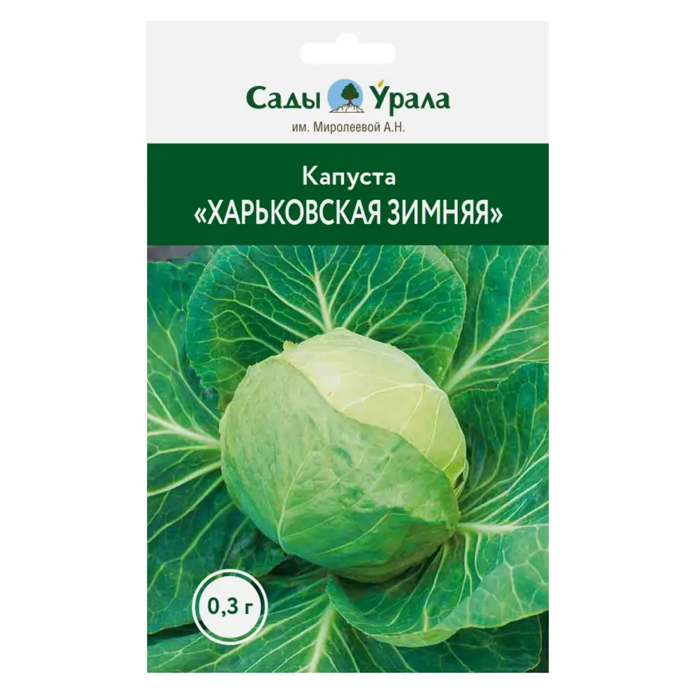 Фото Семена овощей капуста белокочанная Харьковская зимняя Фото Семена овощей капуста белокочанная Харьковская зимняя