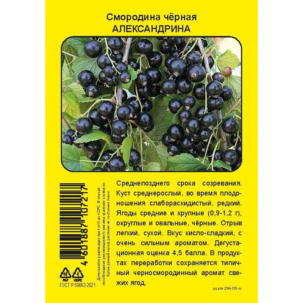 Фото Смородина черная перспективная Александрина пакет h40 см Фото Смородина черная перспективная Александрина пакет h40 см