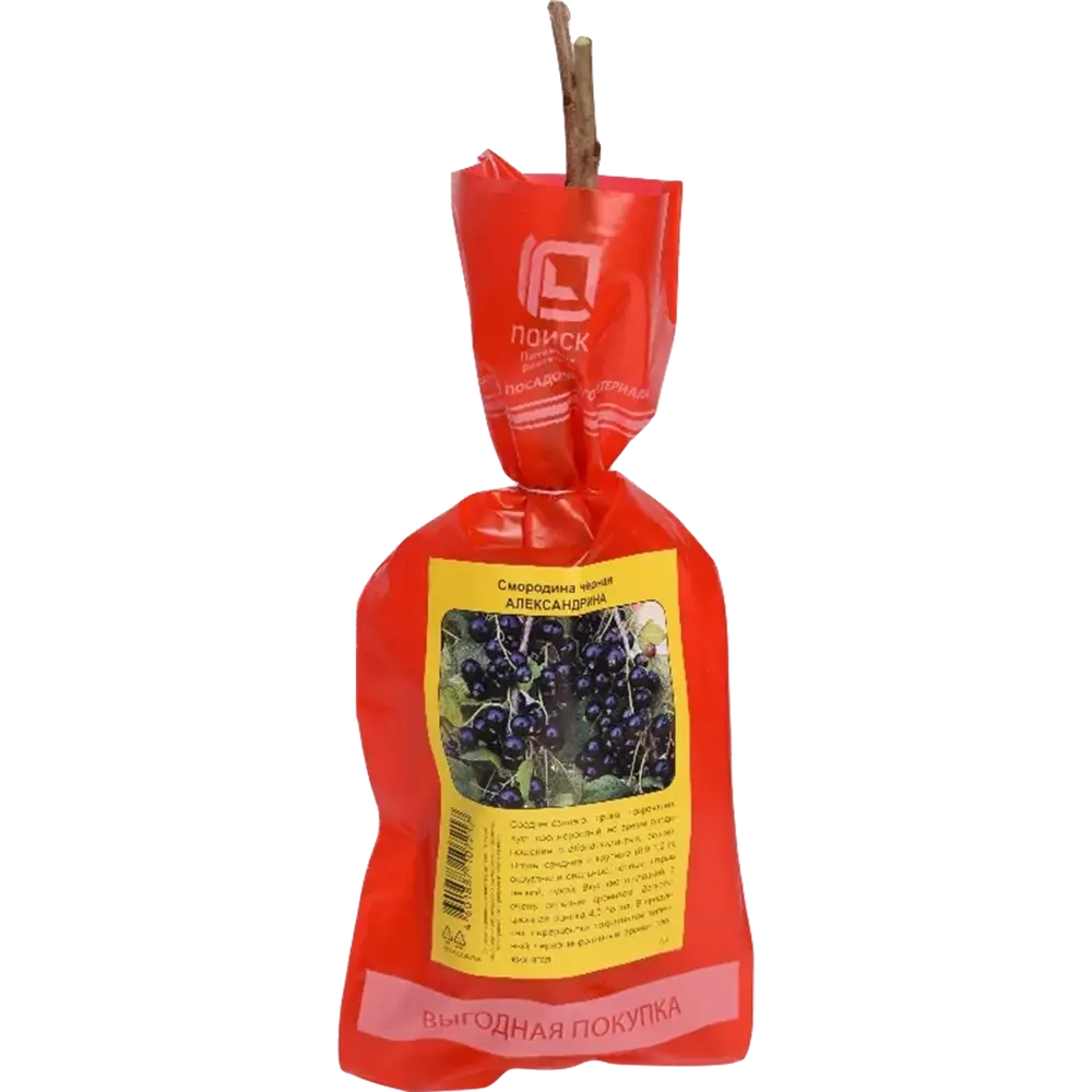 Фото 2 Смородина черная перспективная Александрина пакет h40 см Фото 2 Смородина черная перспективная Александрина пакет h40 см
