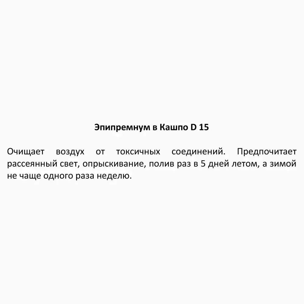 Фото 4 Эпипремнум ø15 h25 см Фото 4 Эпипремнум ø15 h25 см