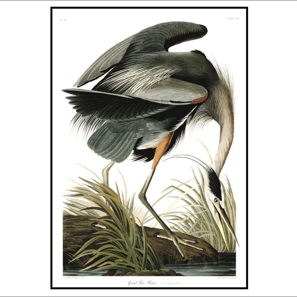 Фото 2 Постер 28 картин "Птицы голубая цапля" 40x50 см в подарочном тубусе без рамы