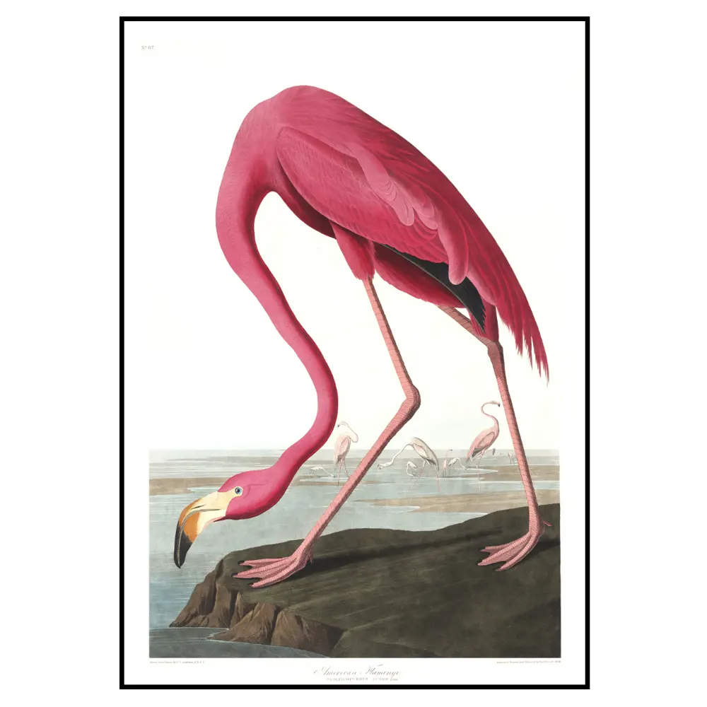 Фото 2 Постер 28 картин "Птицы розовый фламинго" 50x70 см в подарочном тубусе без рамы Фото 2 Постер 28 картин "Птицы розовый фламинго" 50x70 см в подарочном тубусе без рамы