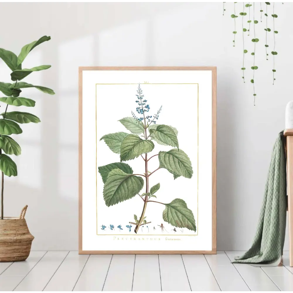 Фото Постер 28 картин "Растение мята" 50x70 см в подарочном тубусе без рамы Фото Постер 28 картин "Растение мята" 50x70 см в подарочном тубусе без рамы