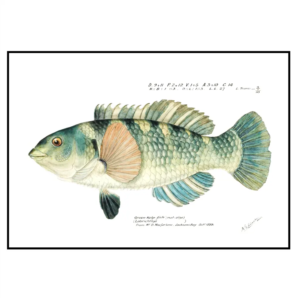 Фото 2 Постер 28 картин "Рисунок рыба" 50x40 см без рамы