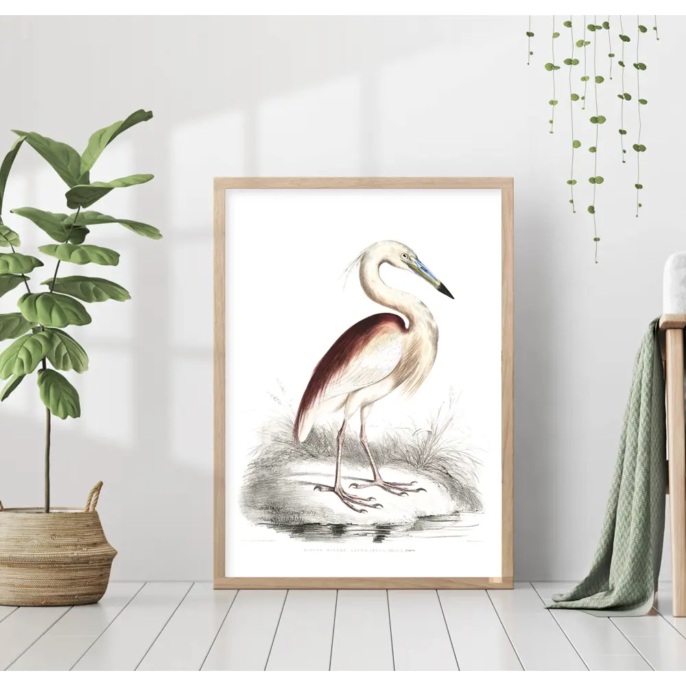 Фото Постер 28 картин Серая цапля Рисунок 70x50 см без рамы Фото Постер 28 картин Серая цапля Рисунок 70x50 см без рамы