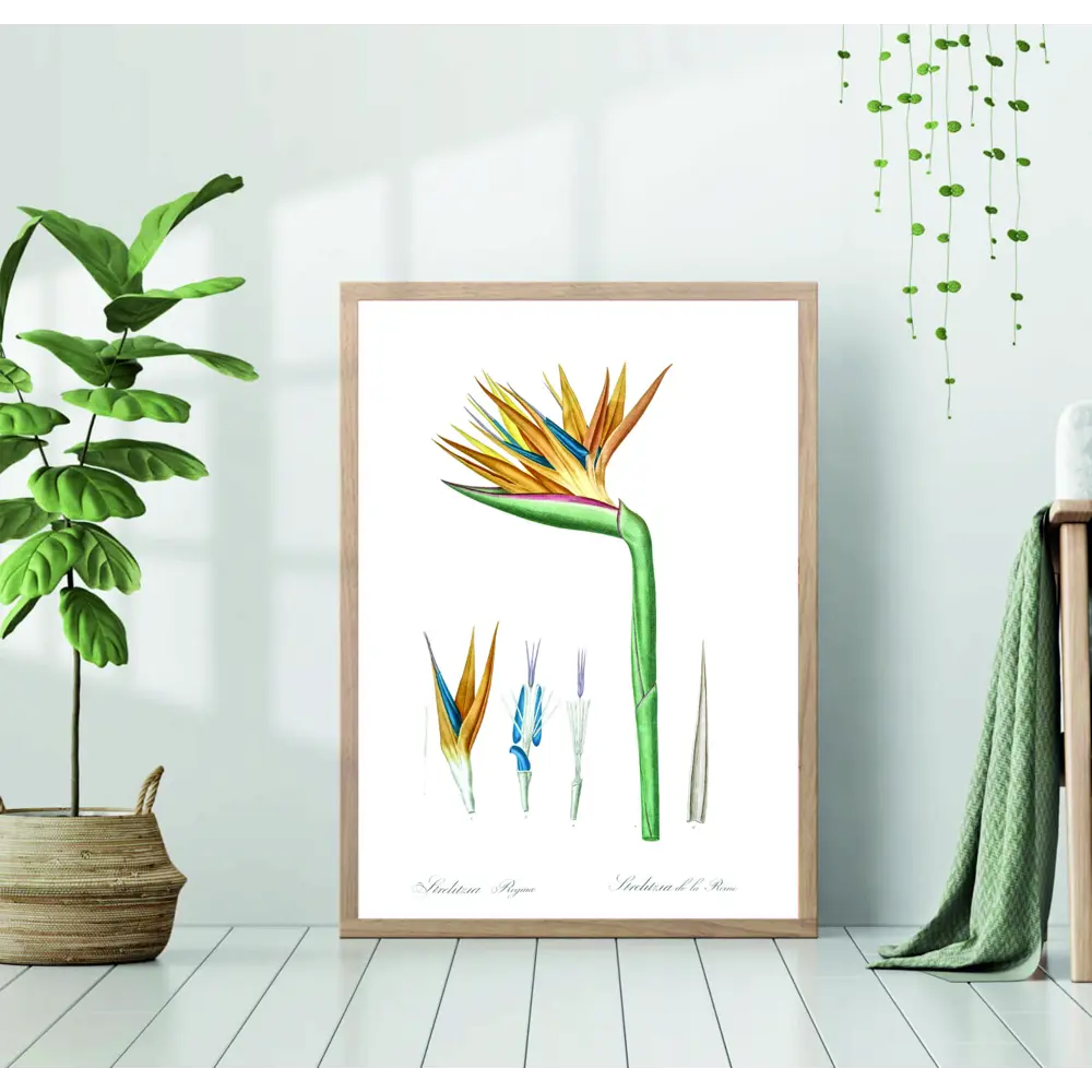 Фото Постер 28 картин "Растение Стрелиция" 70x50 см без рамы Фото Постер 28 картин "Растение Стрелиция" 70x50 см без рамы