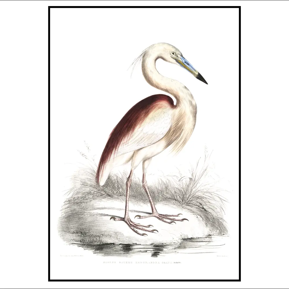 Фото 2 Постер 28 картин Серая цапля Рисунок 70x50 см без рамы Фото 2 Постер 28 картин Серая цапля Рисунок 70x50 см без рамы