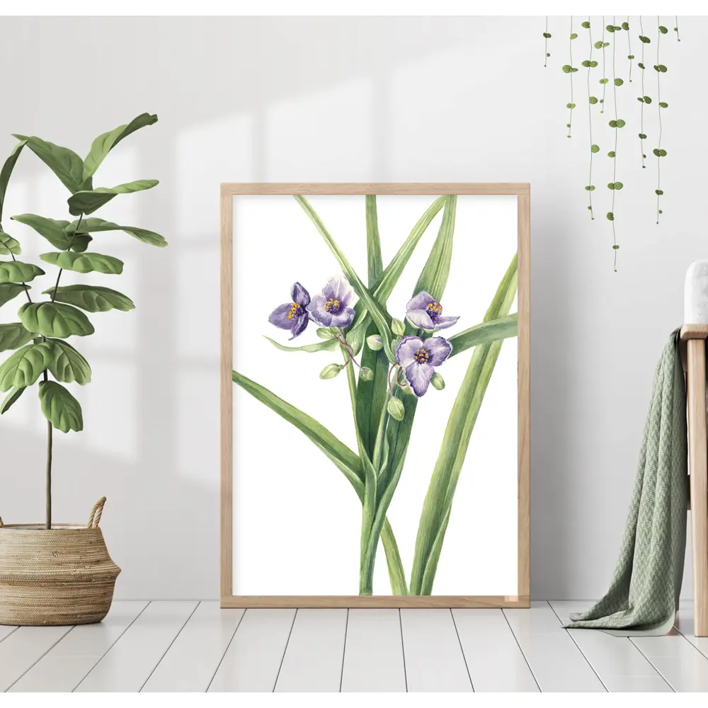 Фото Постер 28 картин "Традесканция цветок. Ботаническая иллюстрация" 40x50 см в подарочном тубусе без рамы Фото Постер 28 картин "Традесканция цветок. Ботаническая иллюстрация" 40x50 см в подарочном тубусе без рамы